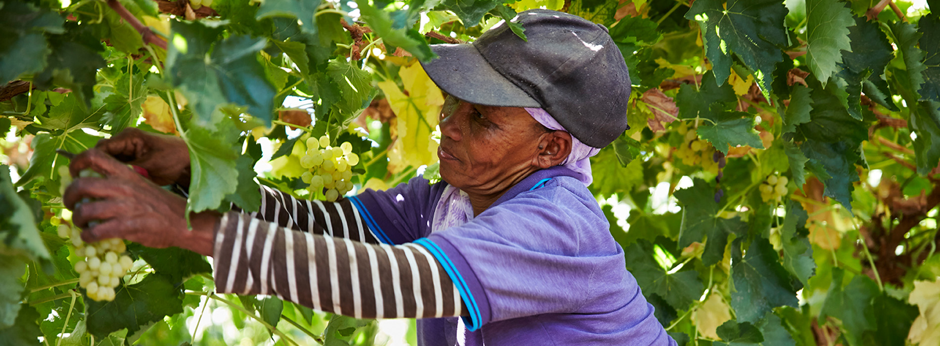 Elmboog Organiese Boerdery Our Workers 5