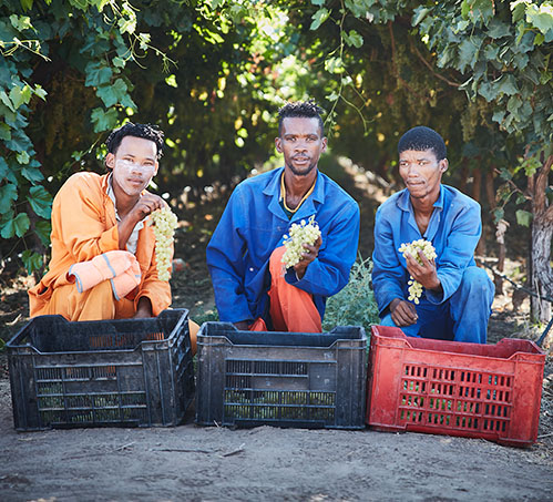 Elmboog%20Organiese%20Boerdery