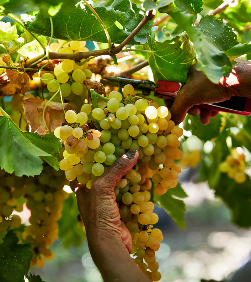 Elmboog%20Organiese%20Boerdery